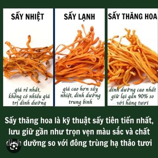 Vụn Đông Trùng Hạ Thảo Sấy Thăng Hoa Tăng Cường Sức Khoẻ