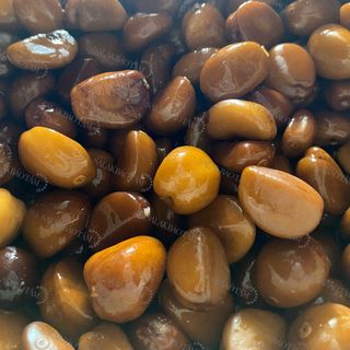 10 Hạt Giống Mây indo (Salak Pondoh) - giới tính cái