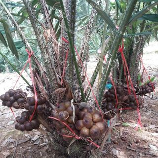 10 Hạt Giống Mây indo (Salak Pondoh) - giới tính cái