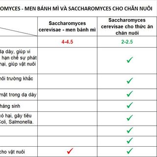 SACCHAROMYCES CEREVISAE SUUNTYBIO