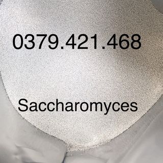 SACCHAROMYCES CEREVISAE SUUNTYBIO