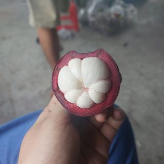 Măng cụt