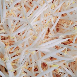 Đậu xanh hạt mốc làm giá đỗ