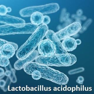 Lactobacillus Acidophilus - Men vi sinh 10^9, 10^10 CFU/g giá sỉ giá sỉ