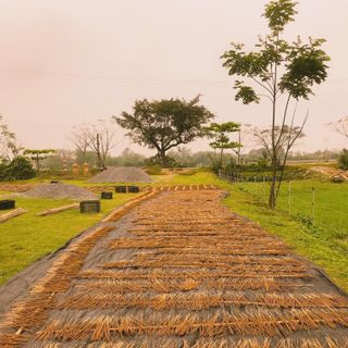 Tìm Đại lý/ khách sỉ bán Hương sạch Tuệ Thiện
