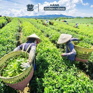 Trà Túi Lọc Mohodo Shan Tea Ướp Nhài Tốt Cho Sức Khỏe - Hộp 30g