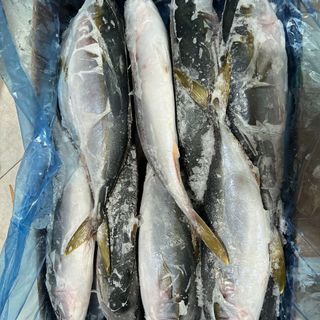 Cá Cam Nhật Bản 700-1000g giá sỉ