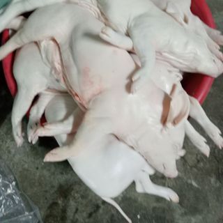 Heo sữa xuất khẩu
