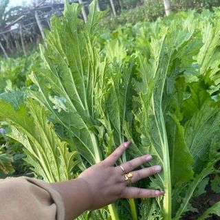 Hạt giống cải mèo