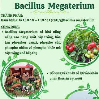 Bacillus Megaterium Bổ sung vi khuẩn có lợi vào khẩu phần thức ăn vật nuôi  Xử lý đáy ao nuôi thủy sản giá sỉ