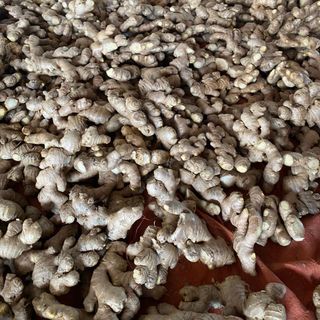 GỪNG TƯƠI RỬA SẠCH / CHƯA RỬA (GỪNG SẺ LAI, GỪNG TRÂU)