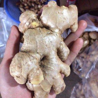 GỪNG TƯƠI RỬA SẠCH / CHƯA RỬA (GỪNG SẺ LAI, GỪNG TRÂU)