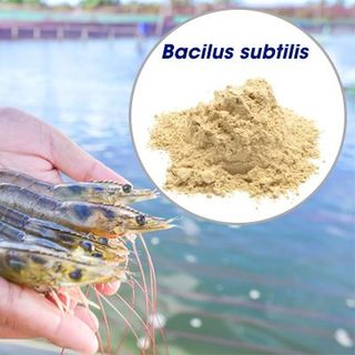 Men vi sinh Bacillus subtilis lợi khuẩn hỗ trợ tiêu hóa, xử lý môi trường giá sỉ