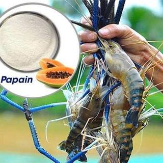 Bán Enzyme Papain trong Nuôi trồng thủy sản giá sỉ