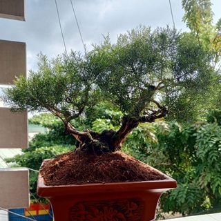 Tiểu cảnh Bonsai để bàn 01