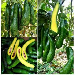 Chuyên Sỉ lẻ BƠ 034 DAK LAK (Nhà vườn)