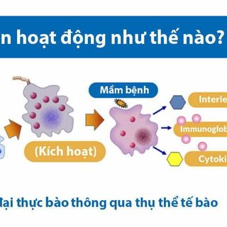 BETAGLUCAN-50 hạt chất sinh học kích thích miễn dịch BAO 5kg