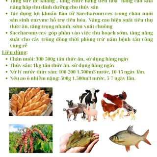 Saccharomyces Tăng Đề Kháng Hỗ Trợ Tiêu Hóa Bao 5kg giá sỉ