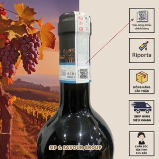 Riporta Primitivo di Manduria