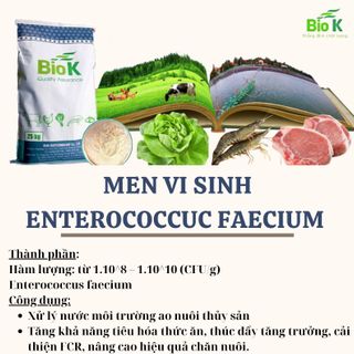 MEN VI SINH ENTEROCOCCUS FAECIUM giá sỉ