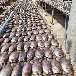 KHÔ CÁ SẶC TO ƯỚP MẶN 500G - VỰA KHÔ BẾN TRE