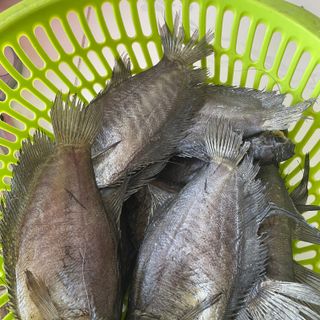 KHÔ CÁ SẶC TO ƯỚP MẶN 500G - VỰA KHÔ BẾN TRE