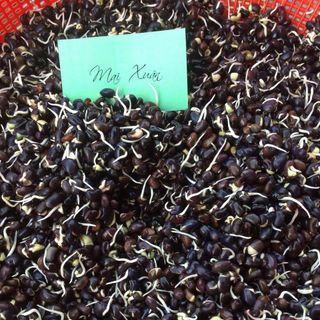 trà đậu đen xanh lồng