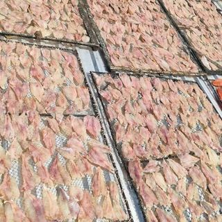 KHÔ CÁ MAO ẾCH 500G - VỰA KHÔ BẾN TRE