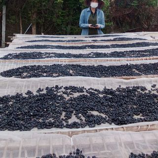 trà đậu đen xanh lồng