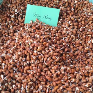Trà Gạo Lứt ủ mầm Mai Xuân