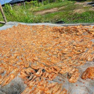 TÔM CHẺ ƯỚP GIA VỊ VỪA ĂN 3 NẮNG - VỰA KHÔ BẾN TRE