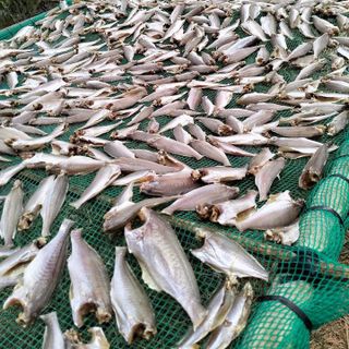 1KG KHÔ CÁ ĐÙ - VƯA KHÔ BẾN TRE
