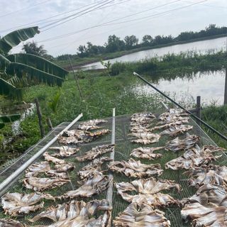 KHÔ CÁ ĐUỐI NẺ KHÔNG TẨM VỊ 500G - VỰA KHÔ BẾN TRE