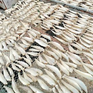 KHÔ CÁ ĐỤC ƯỚP MẶN VỪA ĂN 500G - VỰA KHÔ BẾN TRE