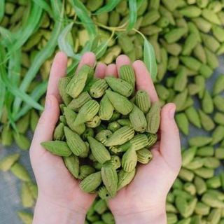 TRẦM NỤ KHUYNH DIỆP