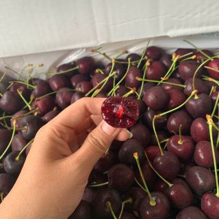 Cherry Orchard View size 9 - Chủng Kordia - Thùng 5kg