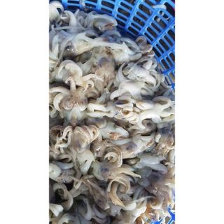Đầu Mực Mini 1kg net 7 (giao tphcm)