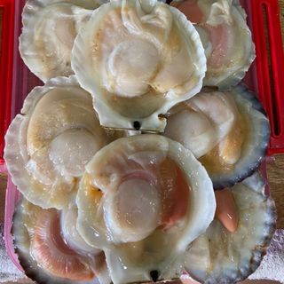 Sò điệp nhật size lớn 10-11 con/kg nhập khẩu trực tiếp giá tốt toàn quốc.