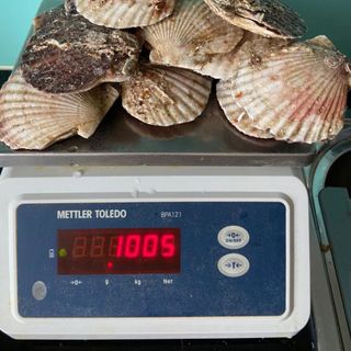 Sò điệp nhật size lớn 10-11 con/kg nhập khẩu trực tiếp giá tốt toàn quốc.