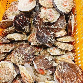Sò điệp nhật size lớn 10-11 con/kg nhập khẩu trực tiếp giá tốt toàn quốc.
