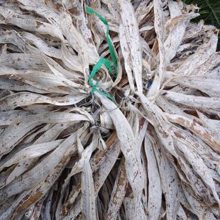 Khô cá hố _ Vựa Khô Bến Tre
