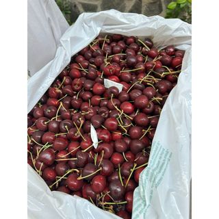 Cherry Orchard View size 10 , thùng 5Kg