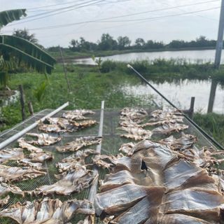 Khô cá đuối nẻ lạc không ướp gia vị _ Vựa khô Bến Tre