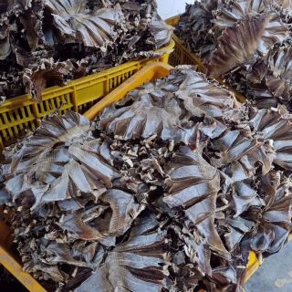 Khô cá đuối nẻ lạc không ướp gia vị _ Vựa khô Bến Tre