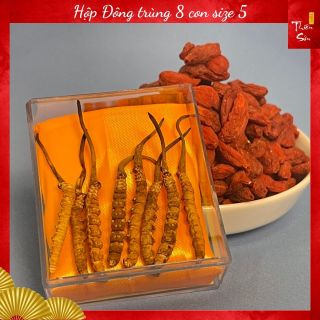 Combo Đông trùng Tây Tạng loại 8 con size 5 và 100g kỷ tử loại to