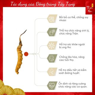 Combo Đông trùng Tây Tạng loại 8 con size 5 và 100g kỷ tử loại to