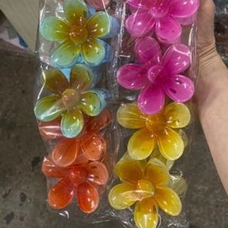 LỐ 12 CÀNG CUA HOA MAI 8CM