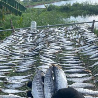 KHÔ CÁ THU NGUYÊN CON ƯỚP MẶN - VỰA KHÔ BẾN TRE