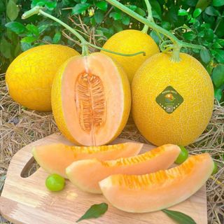 Dưa kim kingradenr của nhà sagofram