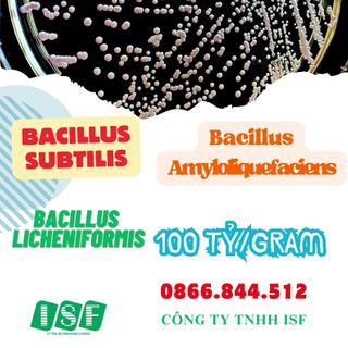 Aqua Feed Yeast Thùng 10kg
